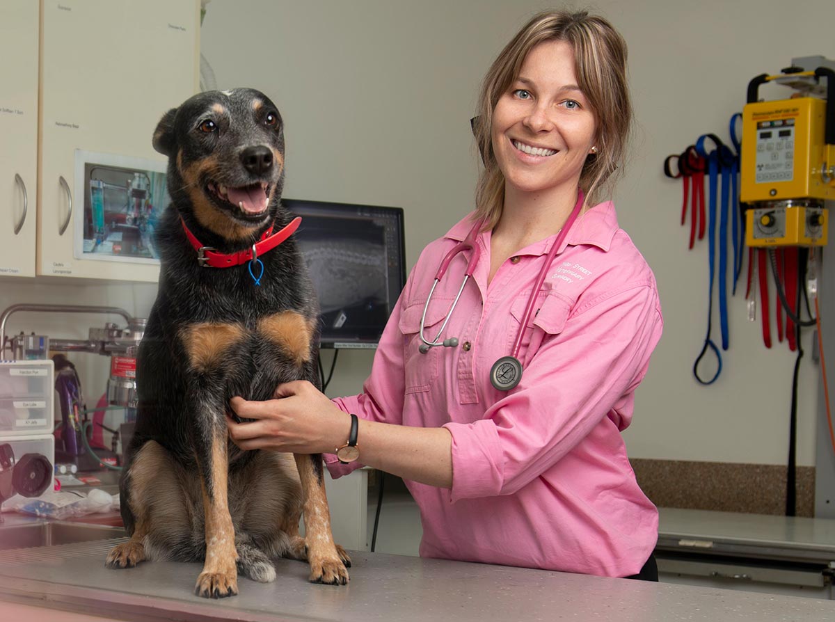 Veterinarian in North Rockhampton Vet Near You High Street Vet Surgery